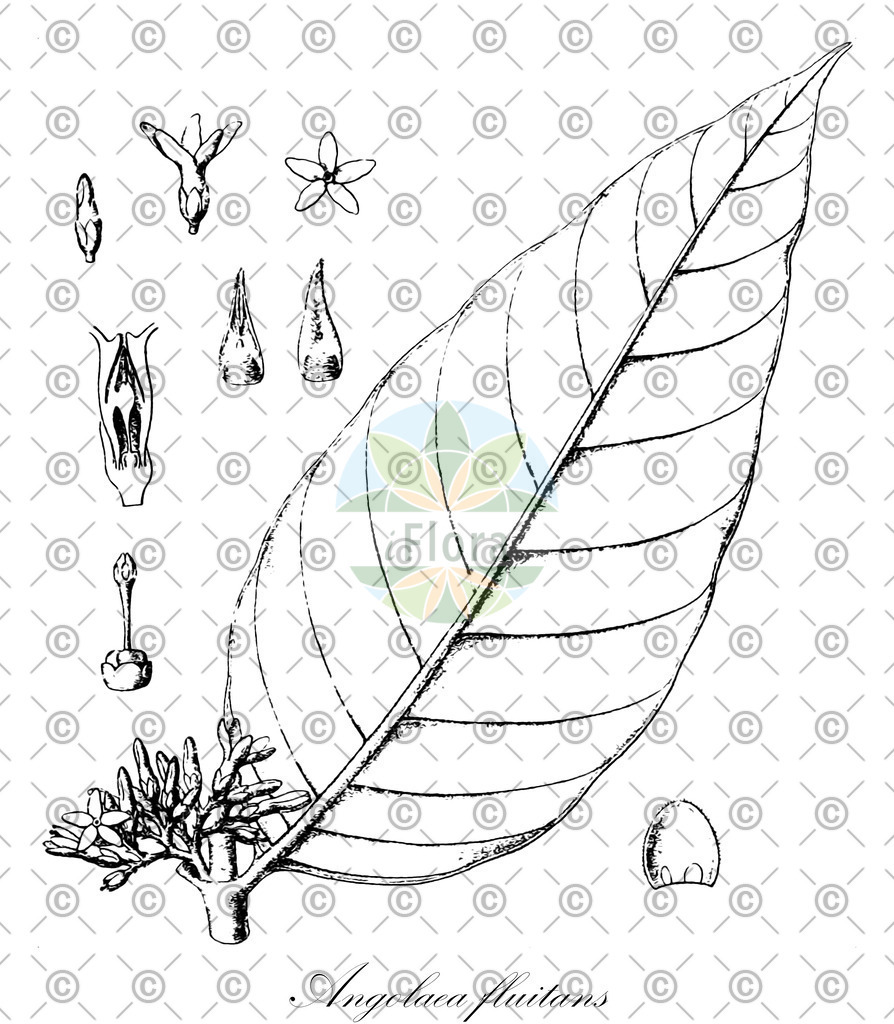 HistAbb_wfo-0000536542_481_ENZY_Simple | Historische Abbildung von Angolaea fluitans - Podostemaceae | Historical Illustration of Angolaea fluitans - Podostemaceae