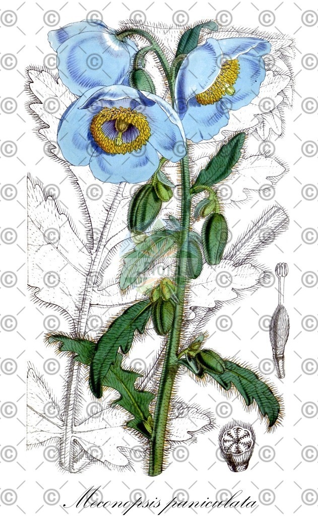 HistAbb_wfo-0000695055_2_ENZY_Simple | Historische Abbildung von Meconopsis paniculata - Papaveraceae (Nepal-Scheinmohn) | Historical Illustration of Meconopsis paniculata - Papaveraceae