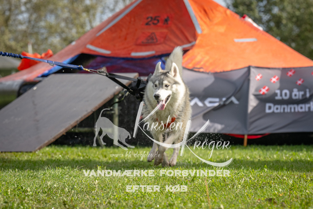 1214-92933 | kk-dogfotos