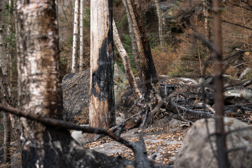 Obere_Affensteinpromenade_Siegfried_Bergfried_Baumstamm_Waldbrand | 2022-09-02_Waldbrandgebiete_2 - Realisiert mit Pictrs.com