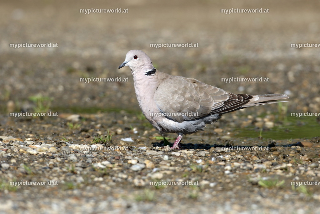 Türkentaube-025 | Das Bilderarchiv über Tiere, Planzen und Landschaften. In der Bilddatenbank finden Sie ein große Auswahl an hochwertigen Bilder für Ihre Werbung - Realisiert mit Pictrs.com