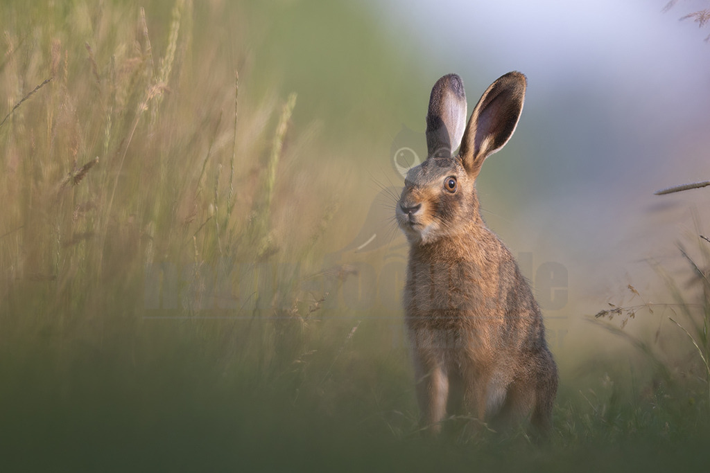 20220615181426-2 | Der Feldhase, kurz auch Hase genannt, ist ein Säugetier aus der Familie der Hasen. Die Art besiedelt offene und halboffene Landschaften. Das natürliche Verbreitungsgebiet umfasst weite Teile der südwestlichen Paläarktis; durch zahlreiche Einbürgerungen kommt der Feldhase heute jedoch auf fast allen Kontinenten vor. - Realisiert mit Pictrs.com
