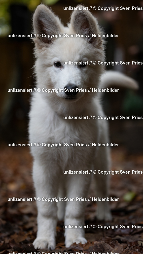 Sven Pries | 2024-10-19 - Hunderennen Ober-Grombach Schutzhunde - Realisiert mit Pictrs.com