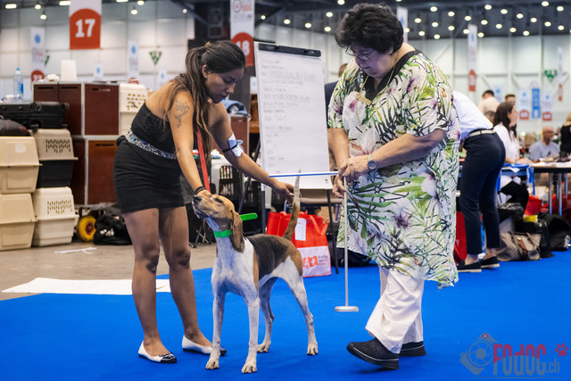 World Dog Show | World Dog Show 2023 im Palexpo in Genf 23.08.2023 Foto: Leo Wyden