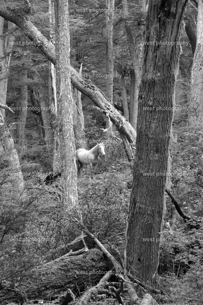 White Horse in the Forest 2 sw - ARG 2014 | west photography - Realisiert mit Pictrs.com