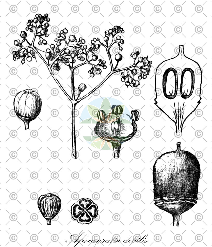 HistAbb_wfo-1000020882_1_ENZY_Simple | Historische Abbildung von Afrocayratia debilis - Vitaceae | Historical Illustration of Afrocayratia debilis - Vitaceae