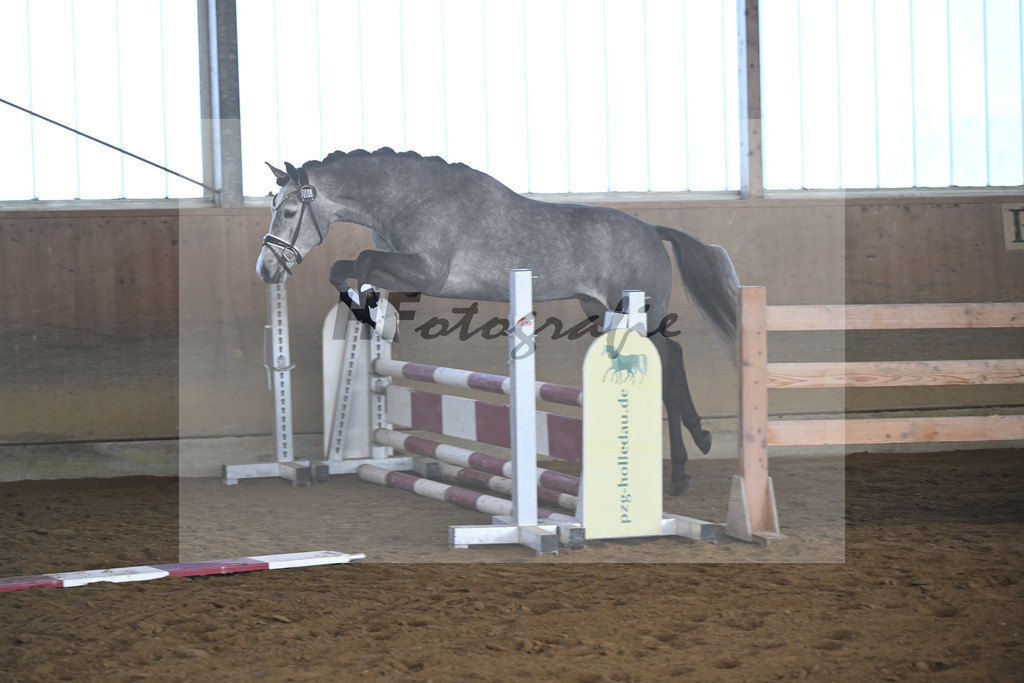 Kat-Nr. 3 Golden Diamond K v. GoldenGray_Koldas_49250076 | hf-fotografie - Realisiert mit Pictrs.com