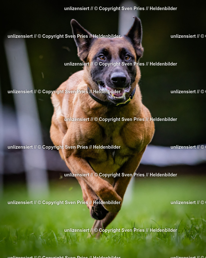 Sven Pries | 2024-10-19 - Hunderennen Ober-Grombach - Realisiert mit Pictrs.com