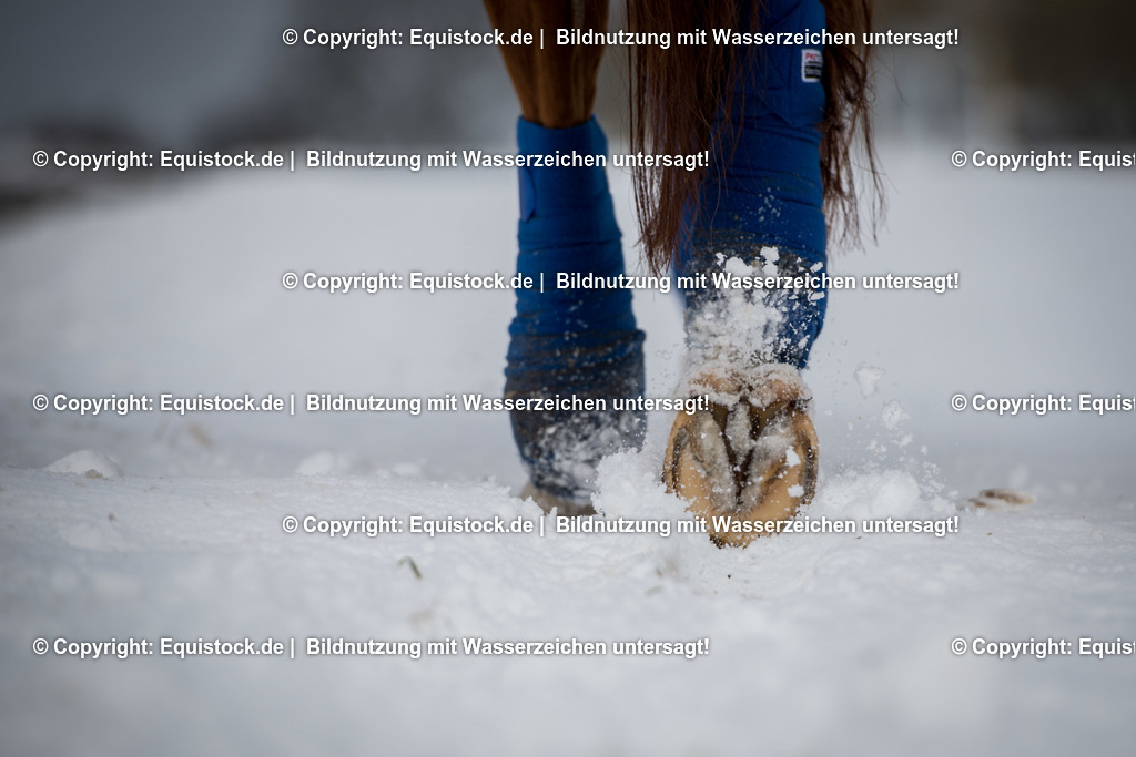 20160116_Hufe_im_Schnee_0001 | equistock