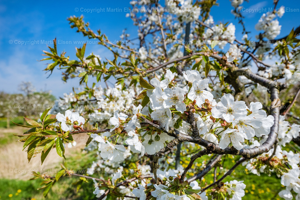 Altes Land Kirschblüte_ELS_9827230423 | Fotos aus den Touristenorten aus Norddeutschland. - Realisiert mit Pictrs.com