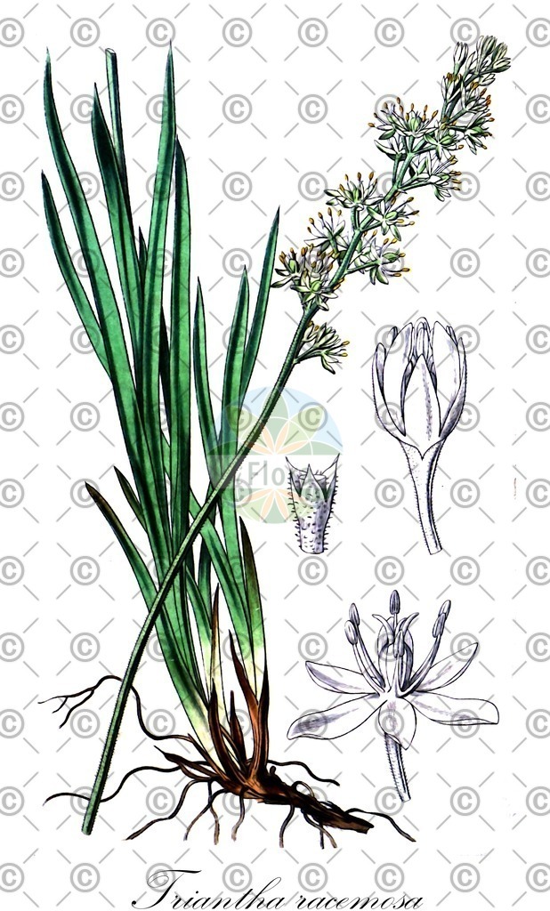 HistAbb_wfo-0001076502_1_ENZY_Simple | Historische Abbildung von Triantha racemosa - Tofieldiaceae | Historical Illustration of Triantha racemosa - Tofieldiaceae