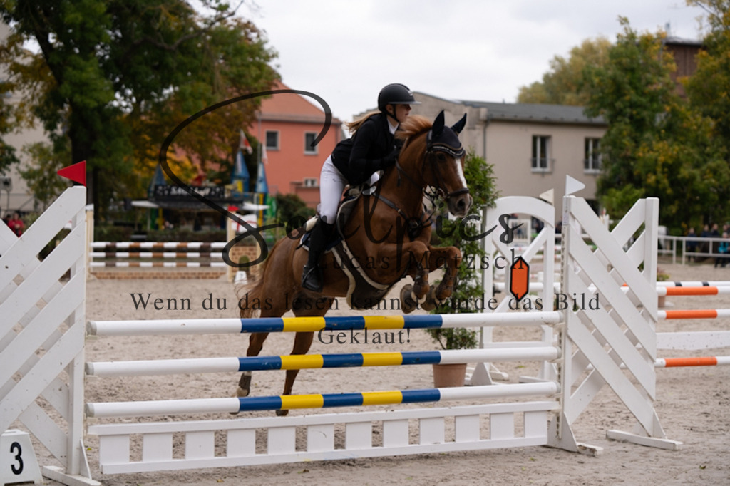 A7V00629 | Pferdefotograf