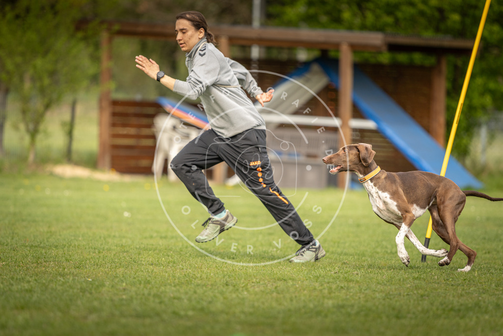 Pfotenfotografie_DV3A5158 | Hundefotografie, Tierfotograf, Pfotenfotografie, Fotoshooting Hund, Hunde Portrait, Hundesport, Hundeportraits, Heideshooting, Hunde, Sportfotograf, Hundefotograf, Turnierhundsport, THS,  - Realisiert mit Pictrs.com
