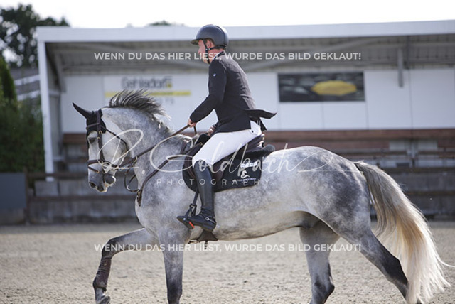 1J2A6299Klas-Kristoff Kudlinski_ Steendieks Dear Lenny_ Kn915_ Havekost | Foto- und Videografie für alles rund ums Pferd. Hochwertige Bilder und Videos vom Spring- und Dressurreiten, Voltigieren & mehr. Jetzt aktuelle Veranstaltungen und Preise im Shop ansehen. - Realisiert mit Pictrs.com