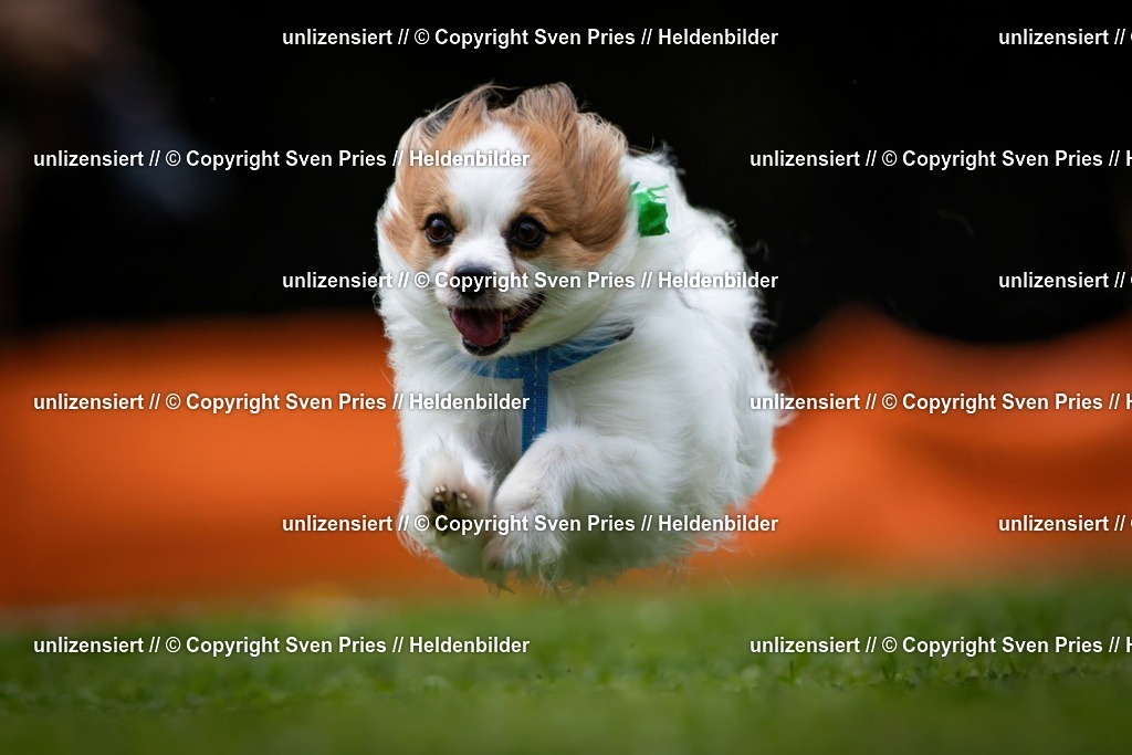 Sven Pries | 19. Allgemeines Hunderennen Karlsruhe Durlach - Realisiert mit Pictrs.com