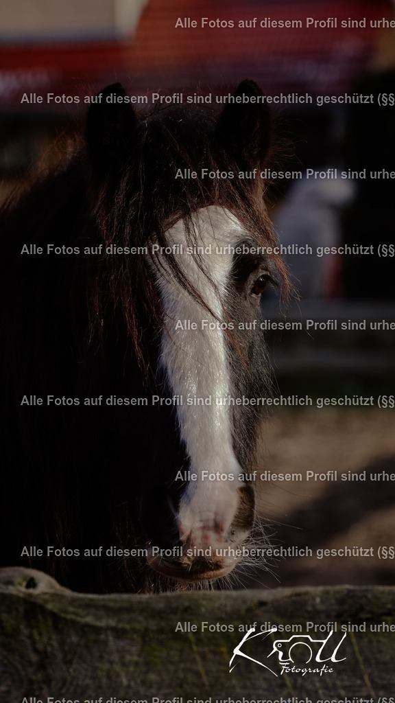 Photo_1736622550464 | krollfotografie - Realisiert mit Pictrs.com