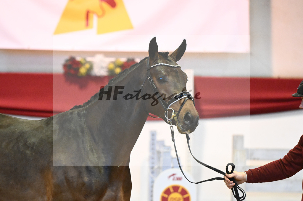 Kat-Nr. 17 Contenaro x Lancerto_Noll_43231100 | hf-fotografie - Realisiert mit Pictrs.com