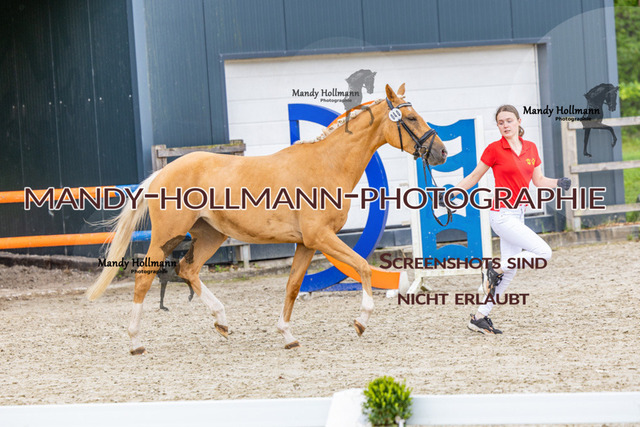 25-6 BSS H Reitponys 40 (20) | mandyhollmannphotographie