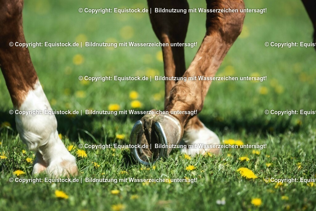 20210426_Pferd-auf-Koppel_0083 | equistock