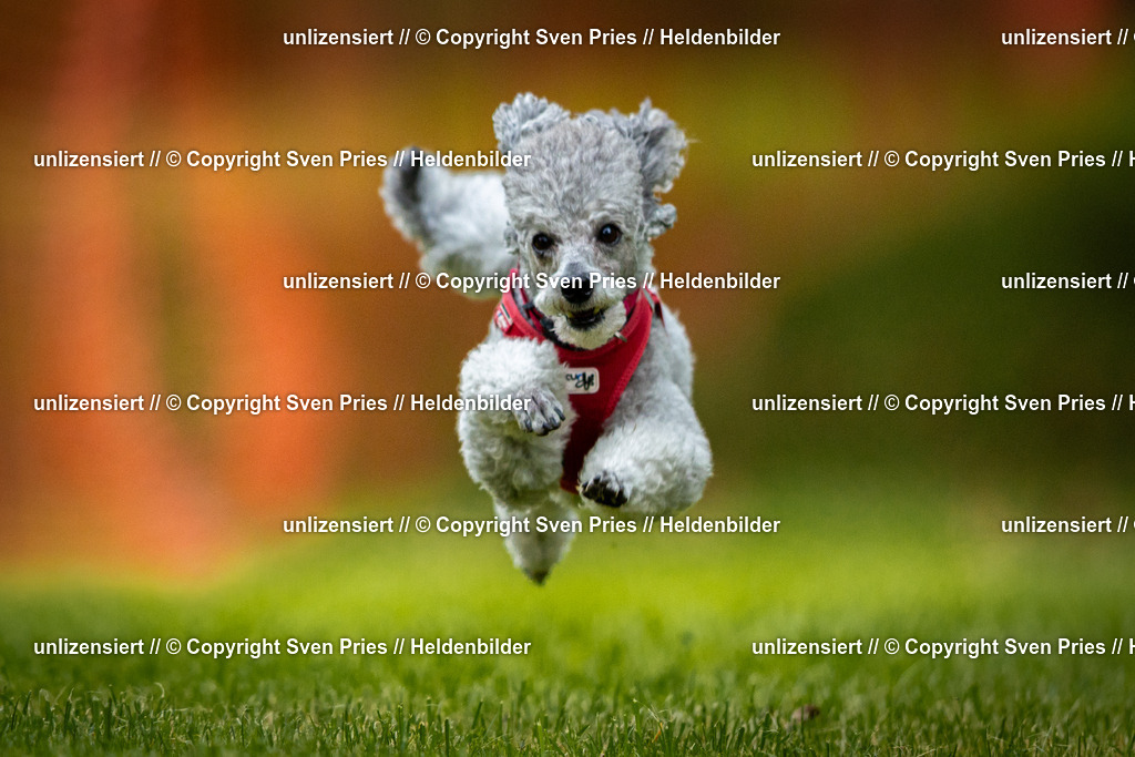 Sven Pries | 2025-09-21 - Hunderennen Baden-Oos - Realisiert mit Pictrs.com