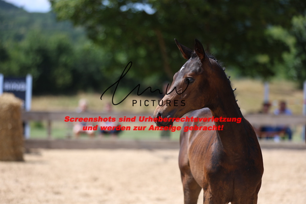 Fohlenschau_Schwäbisch_Hall_springbetonte_Fohlen_KN 29_8 | lmwpictures - Realisiert mit Pictrs.com