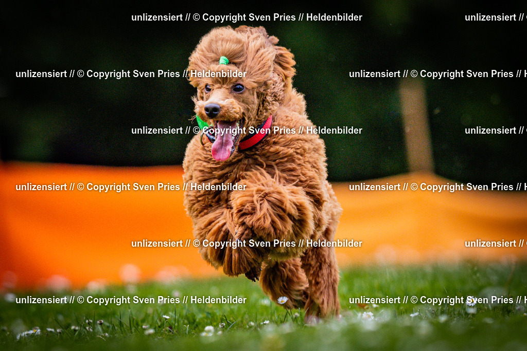 Sven Pries | 2025-05-29 - Pudelrennen KA-Durlach - Realisiert mit Pictrs.com