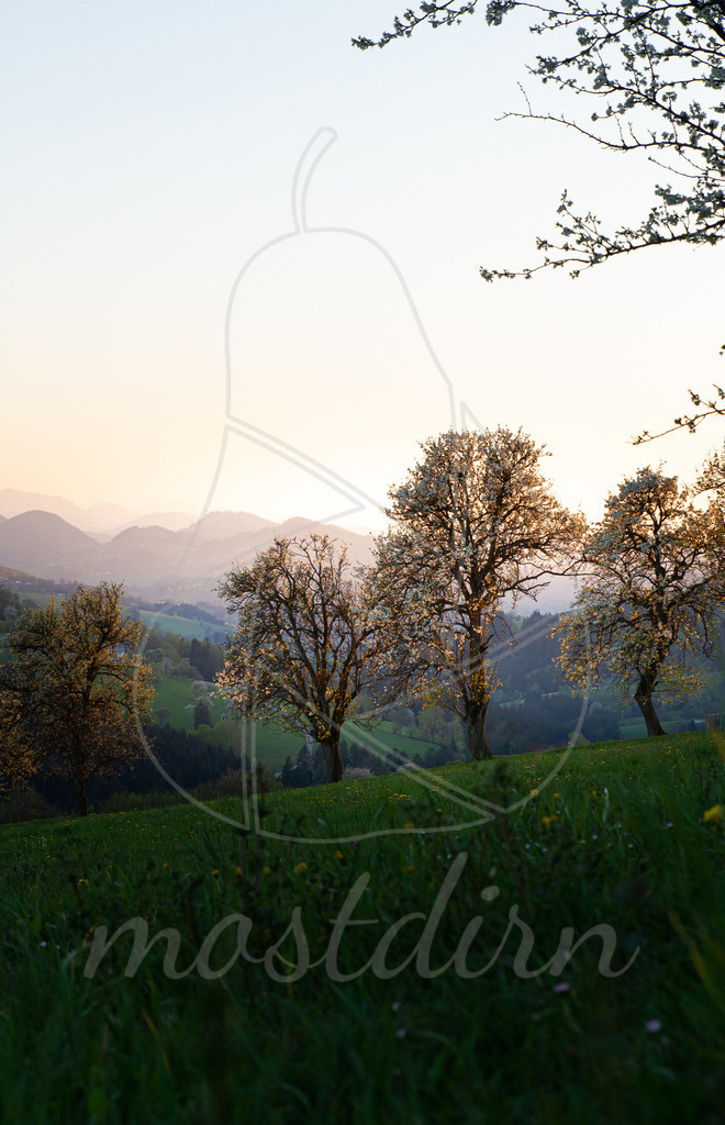 Birnenbäume im Abendlicht | Bei Veröffentlichung des Bildes ist eine Namensnennung wie folgt erforderlich: 
Foto: Mostdirn Irmgard Wieser - Realisiert mit Pictrs.com