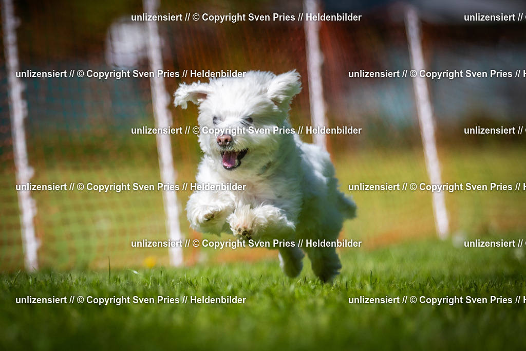 Hunderennen_April_2026_713 | 2026-04-26 - Hunderennen Baden-Oos April 2026 - Realisiert mit Pictrs.com