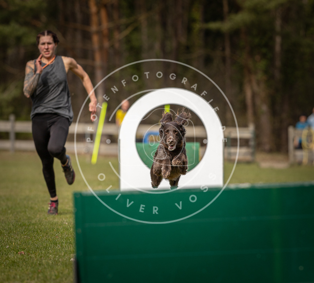 Pfotenfotografie_DV3A8322 | Hundefotografie, Tierfotograf, Pfotenfotografie, Fotoshooting Hund, Hunde Portrait, Hundesport, Hundeportraits, Heideshooting, Hunde, Sportfotograf, Hundefotograf, Turnierhundsport, THS,  - Realisiert mit Pictrs.com