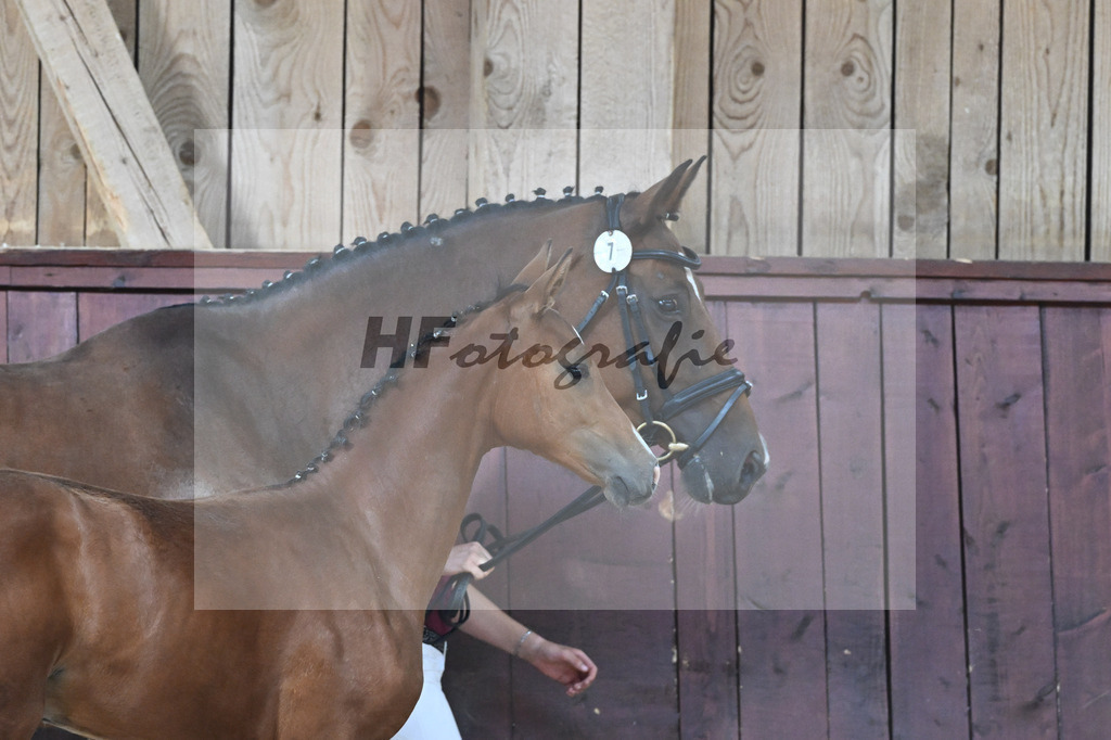 Kat-Nr. 7 SF Cascadello I x Cormint_Stoeger_32240502 | hf-fotografie - Realisiert mit Pictrs.com