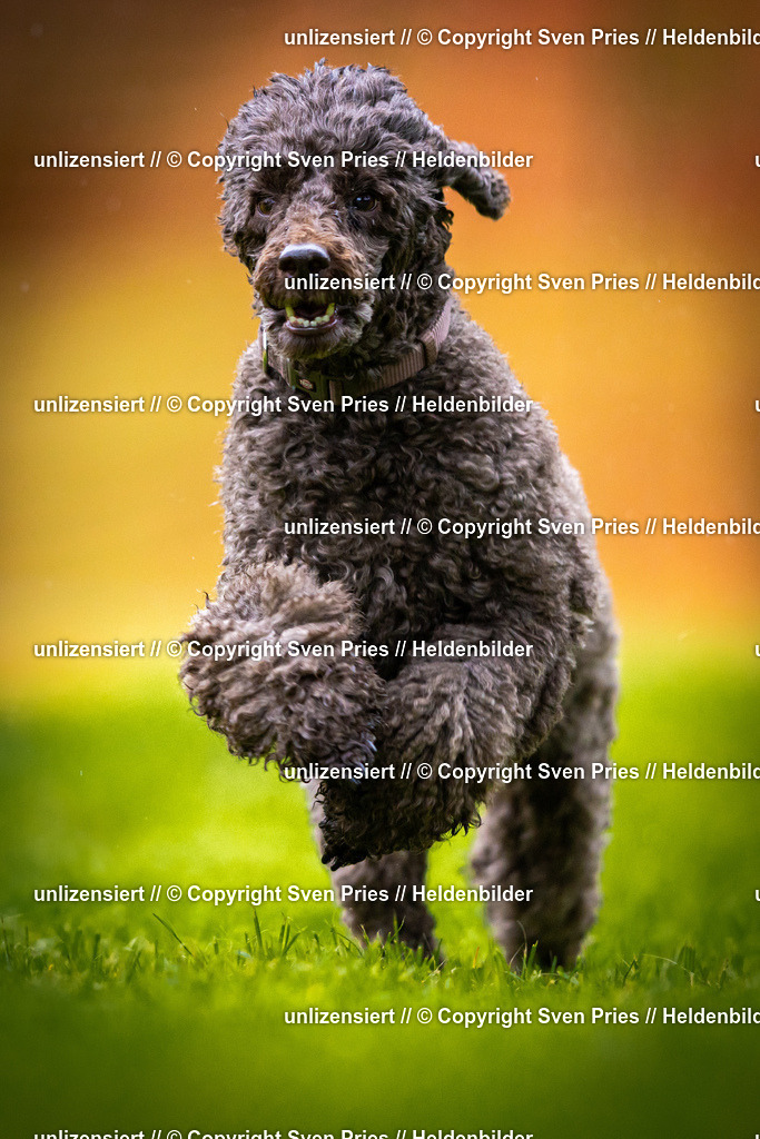 Sven Pries | 2025-09-21 - Hunderennen Baden-Oos - Realisiert mit Pictrs.com