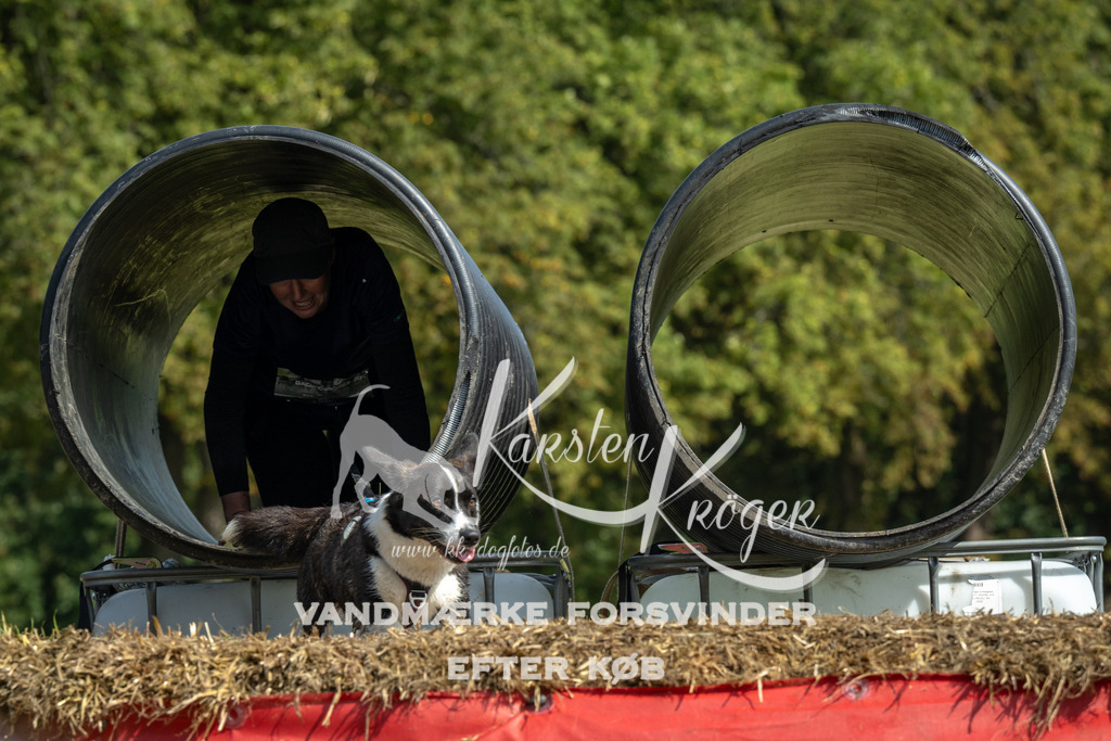 1303_ZZ91849 | kk-dogfotos