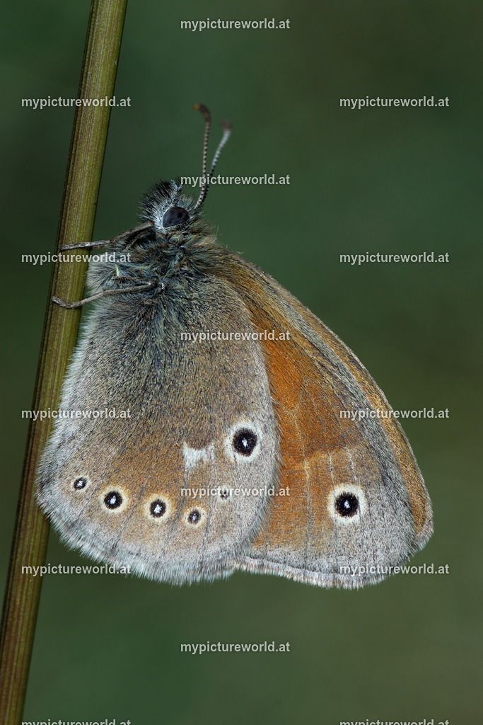 Coenonympha tullia-001 | Das Bilderarchiv über Tiere, Planzen und Landschaften. In der Bilddatenbank finden Sie ein große Auswahl an hochwertigen Bilder für Ihre Werbung - Realisiert mit Pictrs.com