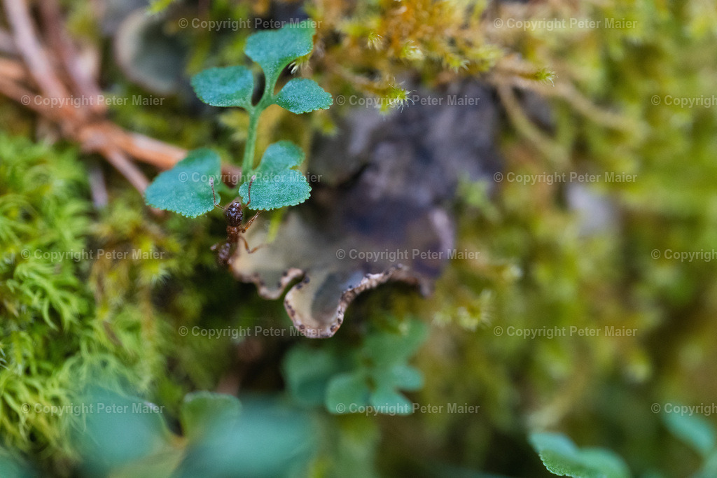 Divers_Erlebnisraum_Wald_23_Peter_Maier-5 | piet_flosse