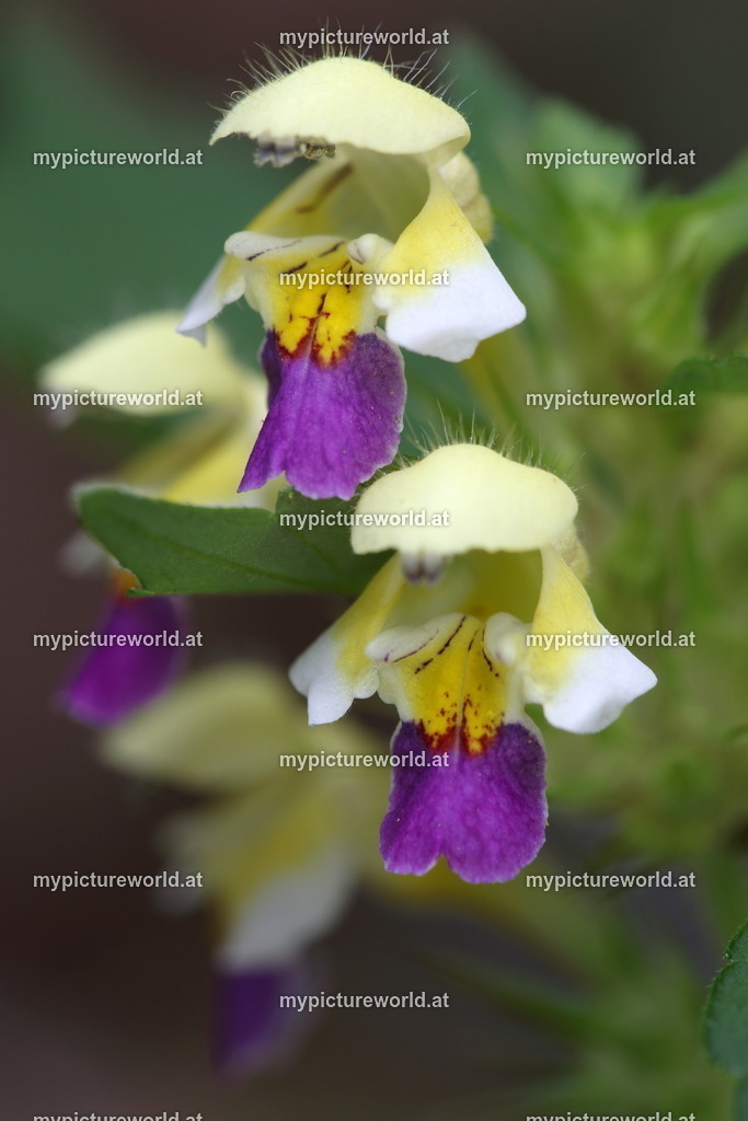 Bunter Hohlzahn-004 | Das Bilderarchiv über Tiere, Planzen und Landschaften. In der Bilddatenbank finden Sie ein große Auswahl an hochwertigen Bilder für Ihre Werbung - Realisiert mit Pictrs.com