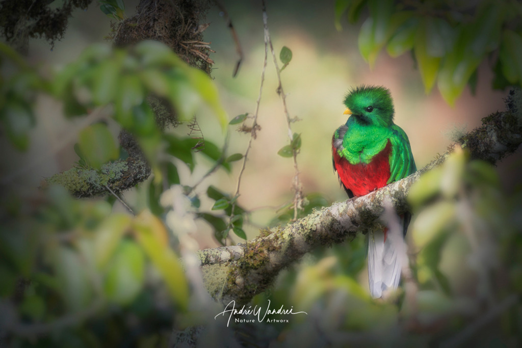 Der scheue Quetzal | Andre Wandrei - Nature Artworx - Realisiert mit Pictrs.com