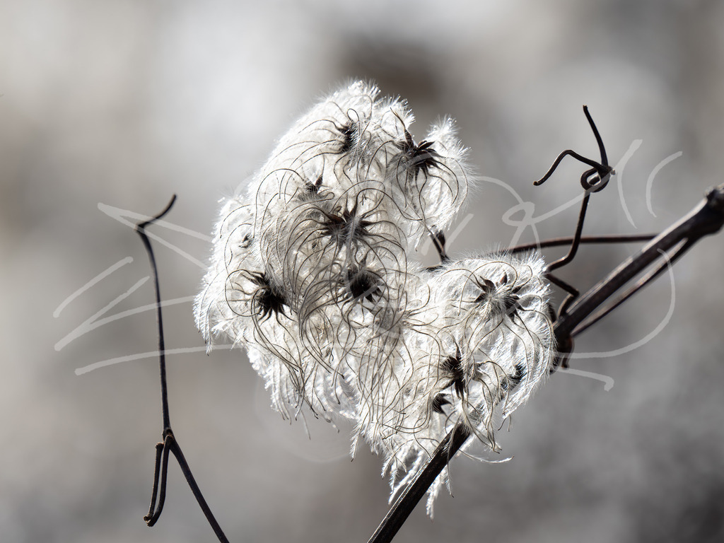 Clematis | Naturschönheiten aus Deutschland. Pflanzen und Tiere, Insekten und Naturschauspiele. Alle schönen Details, die uns umgeben, fotografiert von Michi Moc.  - Realisiert mit Pictrs.com