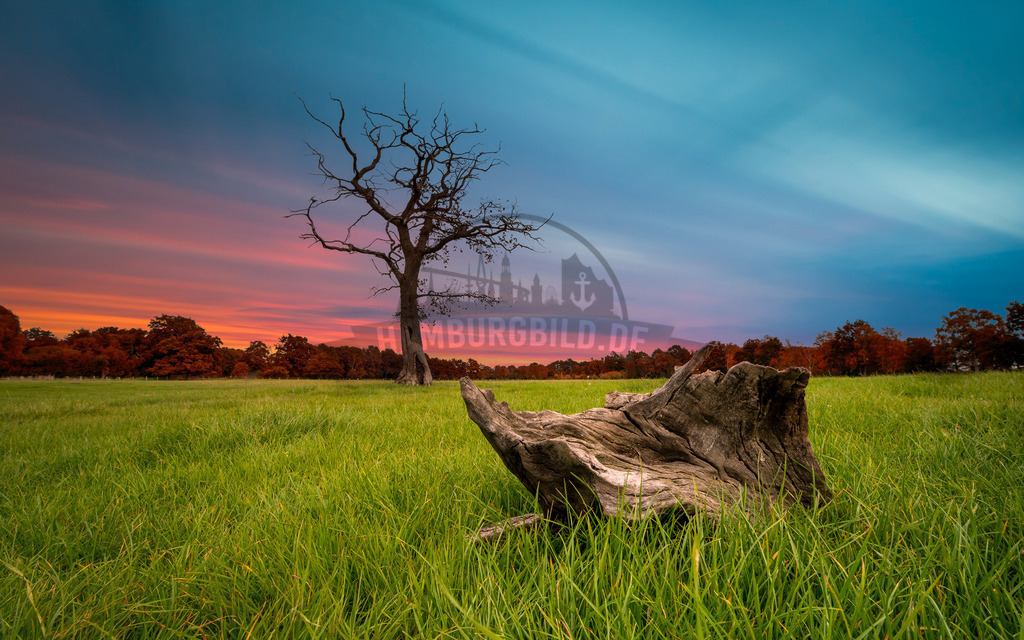 Sunset Baum Wurzel Wiese | Exklusive Hamburg collagen, tolle Segelbilder und viele weitere tolle Motive auf Leinwand, Poster, Alu-Dibond, u.v.m. findet Ihr bei uns auf hamburgbild.de. Findet Euer Wandbild für Euer Zuhause, Büro oder die  Praxis…. - Realisiert mit Pictrs.com