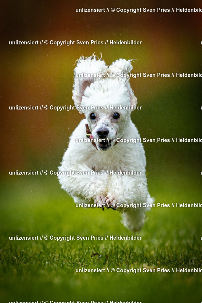 Sven Pries | 2025-09-21 - Hunderennen Baden-Oos - Realisiert mit Pictrs.com