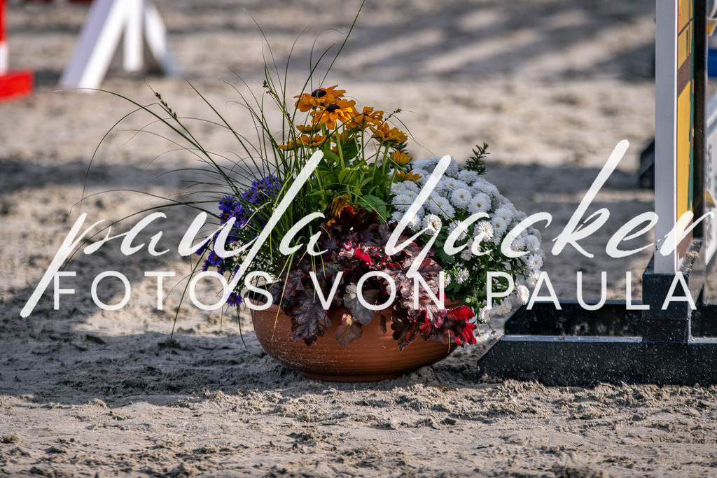 IMG_5741 | Erleben Sie dynamische Sport- und emotionale Tierfotografie in Süddeutschland mit Fotos von Paula. Spezialisiert auf Pferde- und Hundefotografie sowie Sportevents. Kontaktieren Sie mich für einzigartige und ausdrucksstarke Bilder Ihrer besonderen Momente. - Realisiert mit Pictrs.com