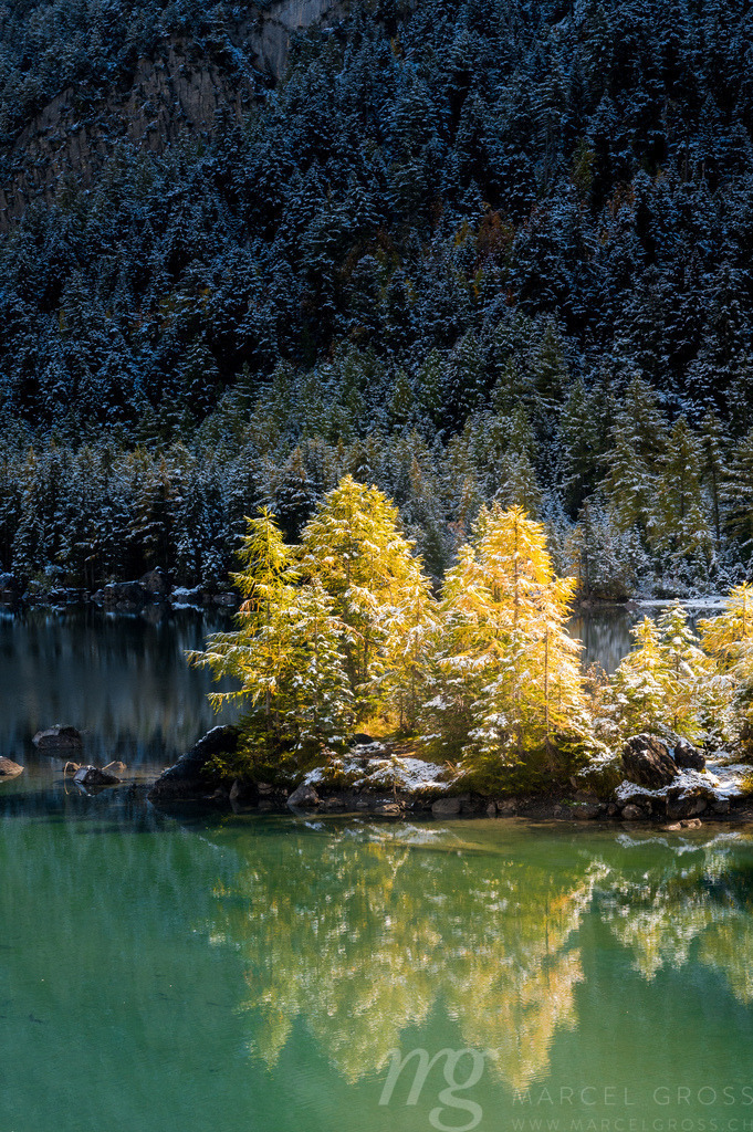 yellow larch in autumn at Lac de Derborence in valais | Die ideale Geschenkidee für Naturliebhaber. Naturbilder von Marcel Gross Photography für ihr Zuhause in den verschiedensten Formaten und Materialien. - Realisiert mit Pictrs.com
