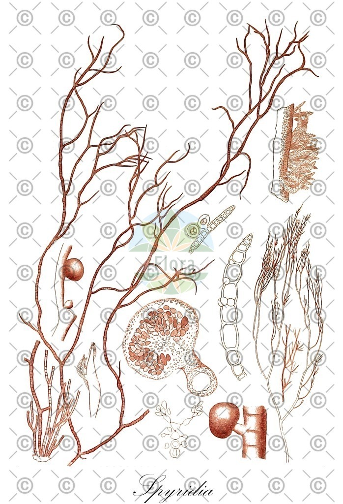 HistAbb_wfo-0000504379_1_ENZY_Simple | Historische Abbildung von Spyridia - Spyridiaceae (0) | Historical Illustration of Spyridia - Spyridiaceae (0)