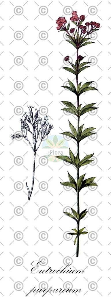HistAbb_wfo-0000213721_1_ENZY_Simple | Historische Abbildung von Eutrochium purpureum - Asteraceae | Historical Illustration of Eutrochium purpureum - Asteraceae (sweet joepyeweed)