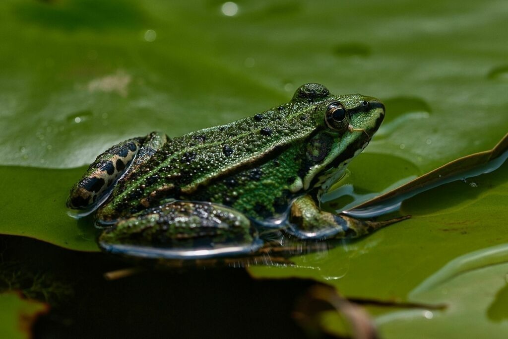 KSR_0057 | Unvergessliche Erinnerungen in Bildern festgehalten! Ob Hochzeit, Shooting oder Landschaft  - Ich bin dein Fotograf in Erfurt und Umgebung! Photo-Rauch | Sandro Rauch - Realisiert mit Pictrs.com