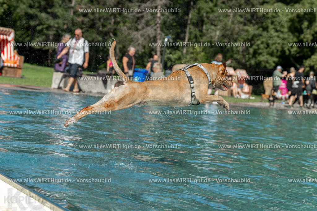 Hundeschwimmen_Volksbad_2026-allesWIRTHgut_Tierfotografie-2609061253-120328-7R500269 | Professionelle Tierfotografie in Mönchengladbach von Daniel Wirth (allesWIRTHgut). Liebevolle & natürliche Bilder von Hunden & Katzen für unvergessliche Erinnerungen.