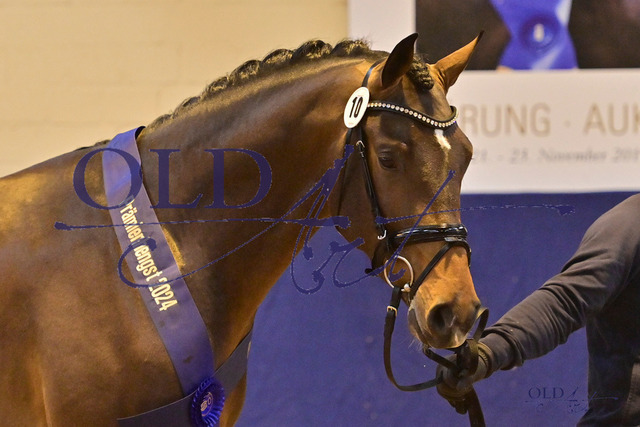 10 DE418180010321 Conthalou - Ustinov - Contender DSC_4767 | <meta name="description" content="★Offizieller Merchandise und Foto-/Videostore des Oldenburger Verbandes.★ ✅Jetzt auch digital Ausdrucke erhältlich." />
<meta name="keywords" content="Merchandise Foto-/Videostore Oldenburger Verband Photographie 