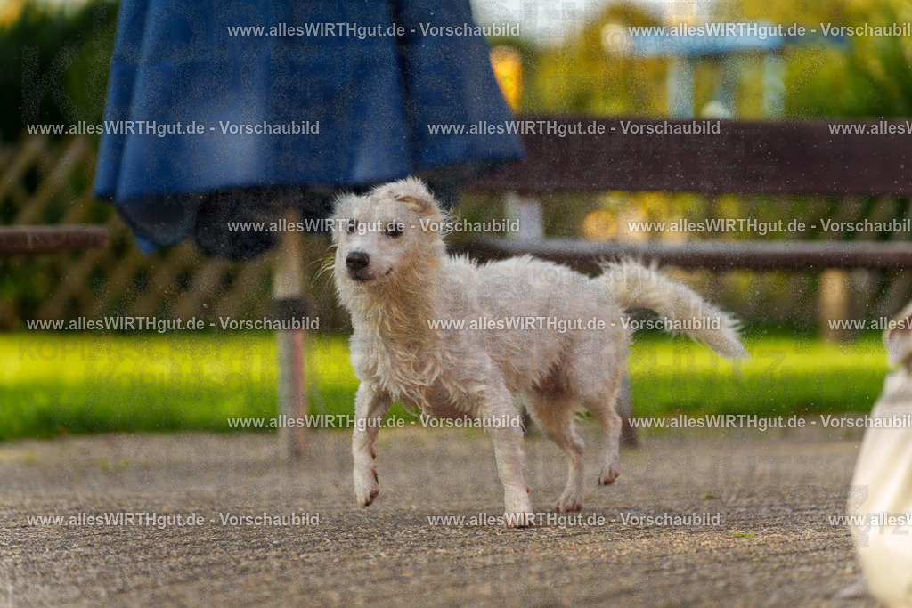 Hundeschwimmen_Grefrath_2026-allesWIRTHgut_Tierfotografie-15_45-7R509542 | Professionelle Tierfotografie in Mönchengladbach von Daniel Wirth (allesWIRTHgut). Liebevolle & natürliche Bilder von Hunden & Katzen für unvergessliche Erinnerungen.