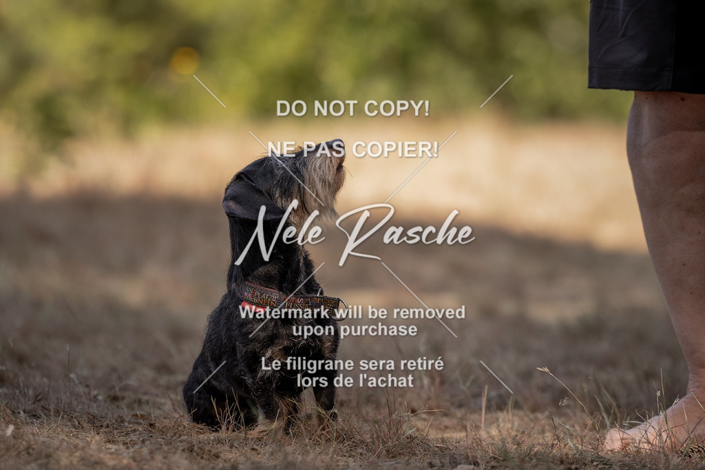 nelerasche_soDD2_02 | nelerasche