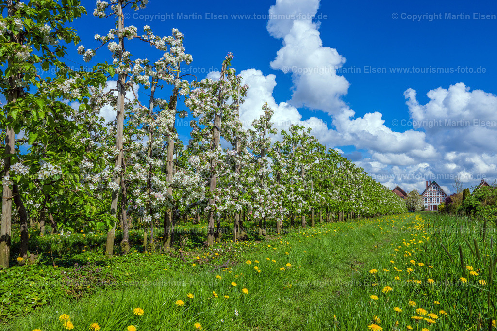 Jork Obst Blüte Fachwerk_ELS_2744170424 | Fotos aus den Touristenorten aus Norddeutschland. - Realisiert mit Pictrs.com