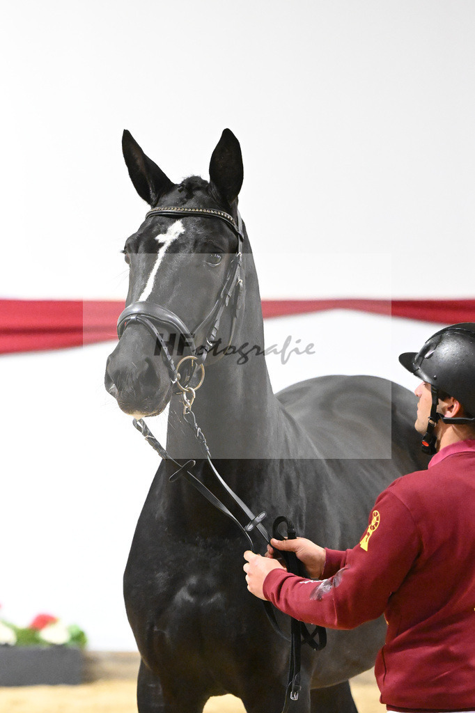 Kat-Nr. 70 v. DSP Bohemian_Kircher-Eckardt_63222011 | hf-fotografie - Realizzato con Pictrs.com